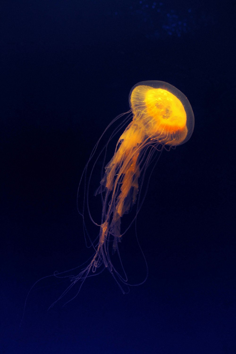 jelly fish underwater photo