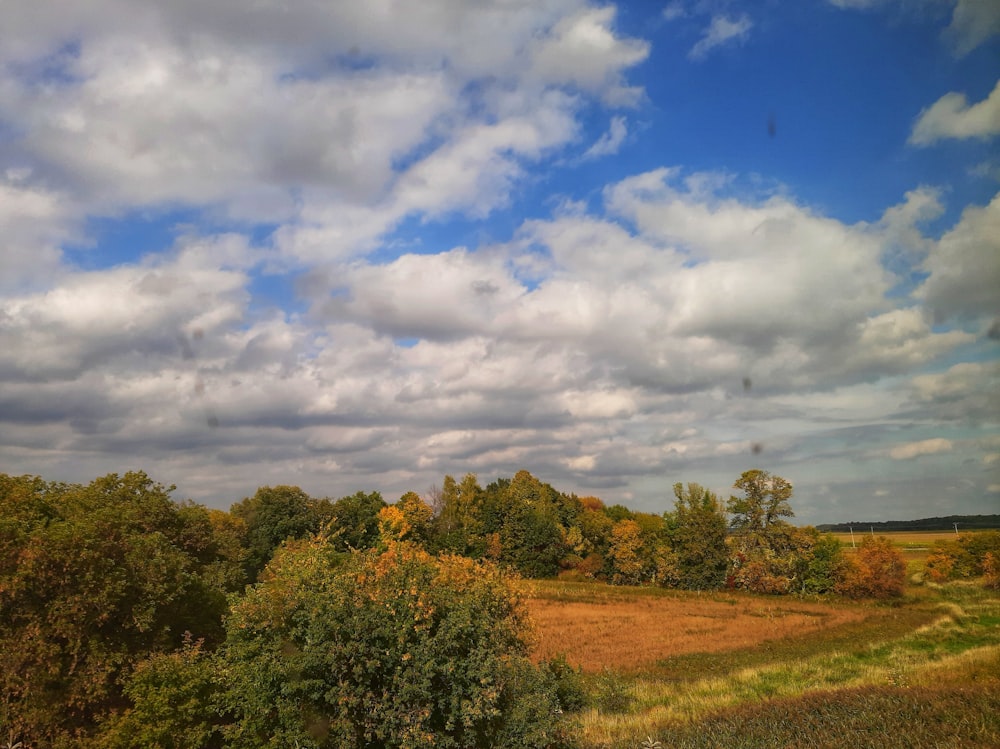 green leafed trees