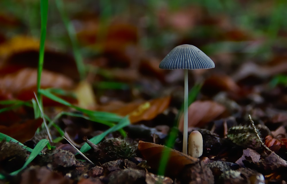 brown and white mushroom