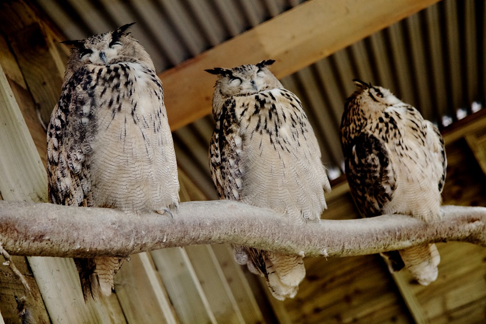 three brown birds on tree branch