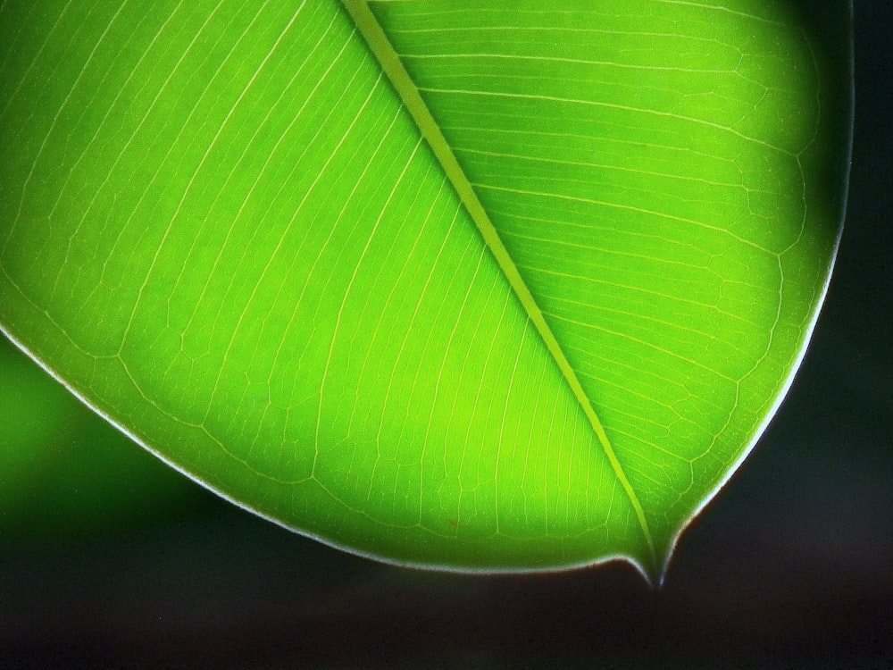 close-up photo of green leaf