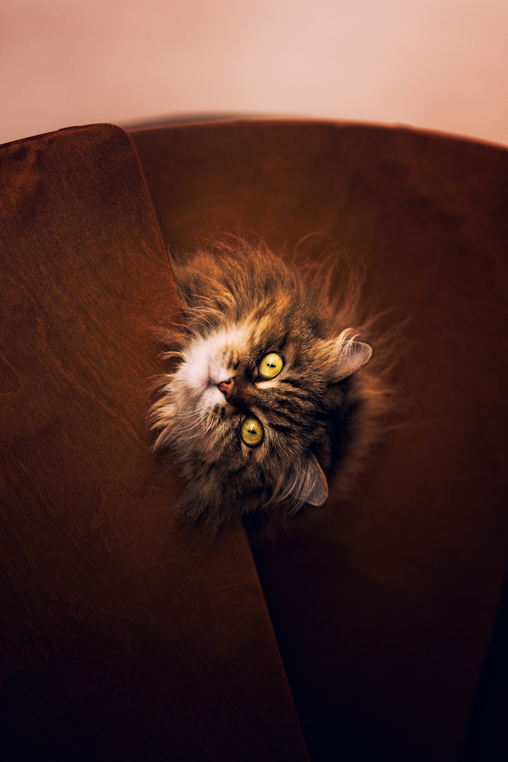 brown Maine coon kitten