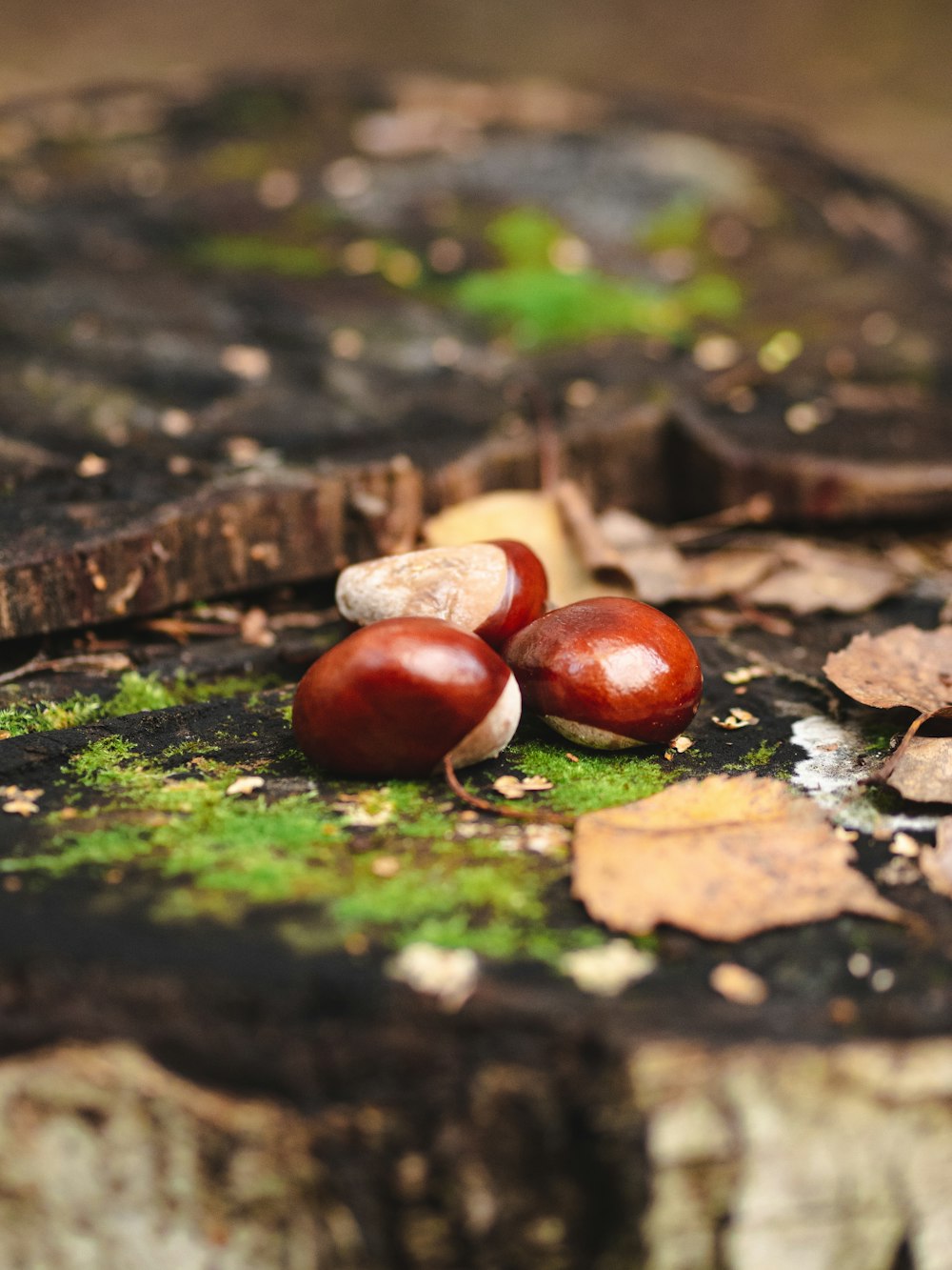 foto de foco raso de nozes marrons