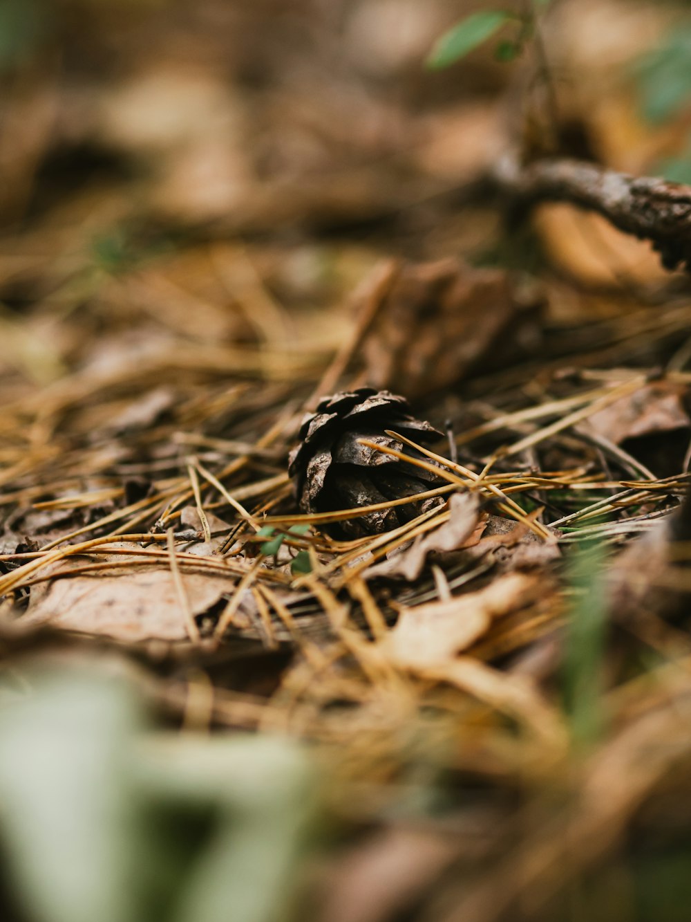 pine con on dried grasses