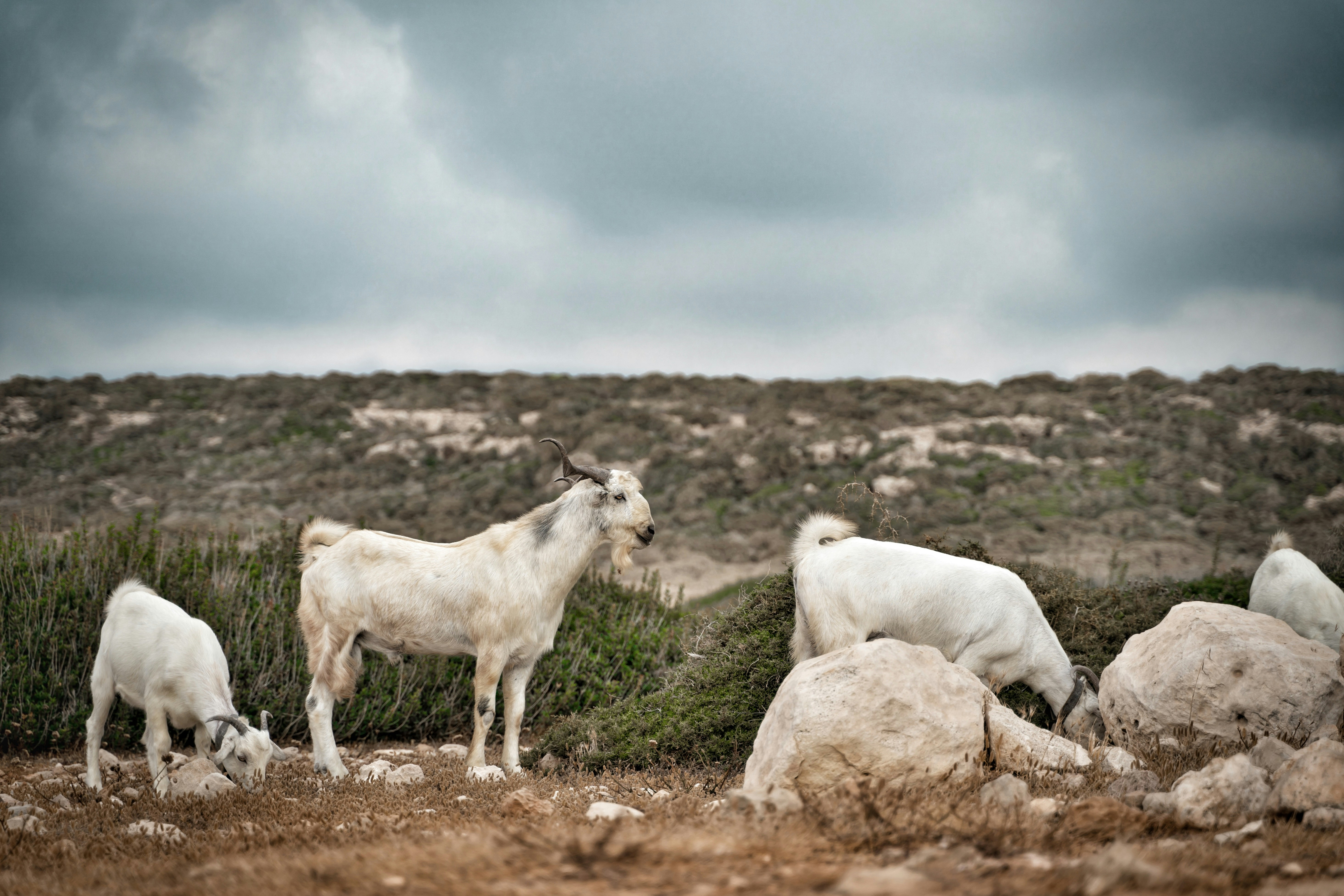 Photo by davidleveque