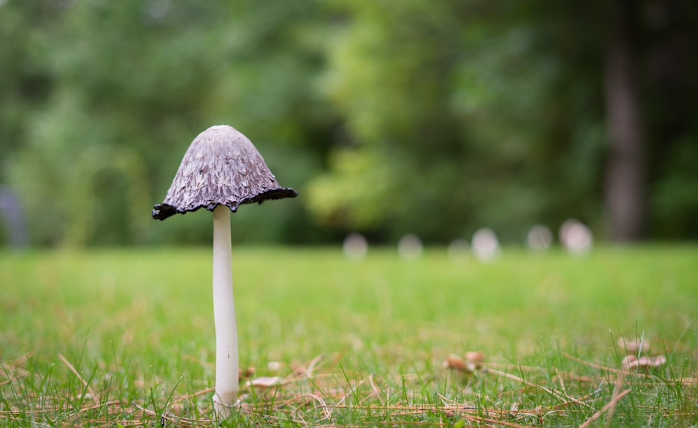 brown and white mushroom