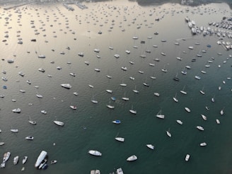 Wide shot of boats anchored near a natural park shoreline.