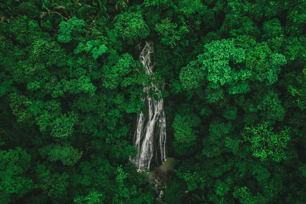 aerial photography of trees