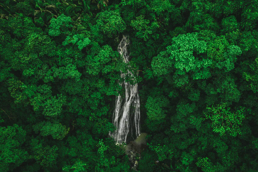 Aerial view of dense tropical tree canopy near Puerto Vallarta, Mexico.