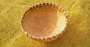 Close-up of golden Sona Masuri rice grains spilling from a traditional woven basket.
