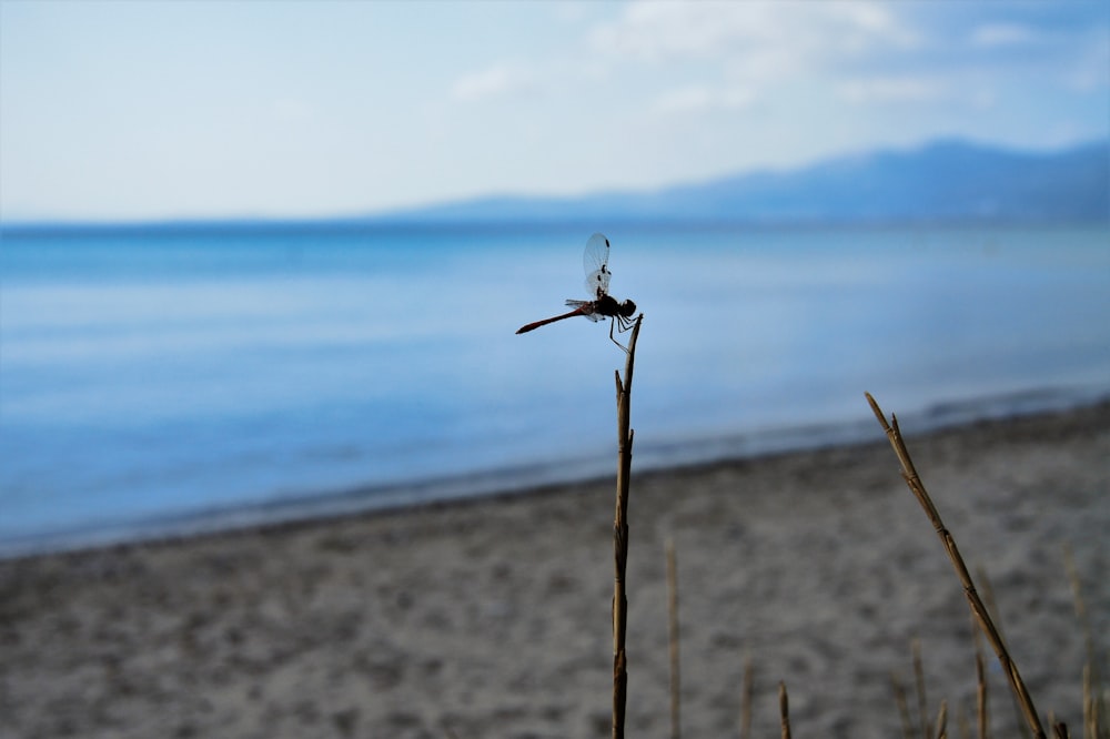 dragonfly perched on stem on seashore during day