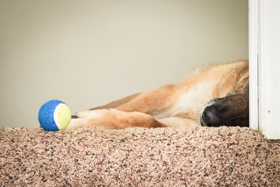 Cruciate Ligament Injury in Dogs: Symptoms, Surgery Cost and Recovery