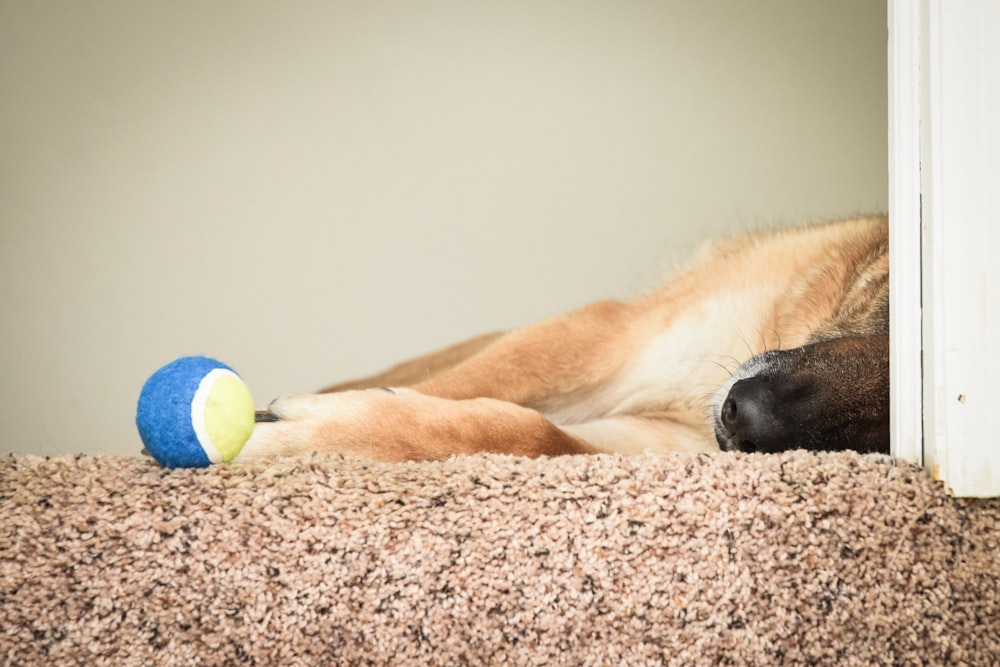 dog lying beside ball toy