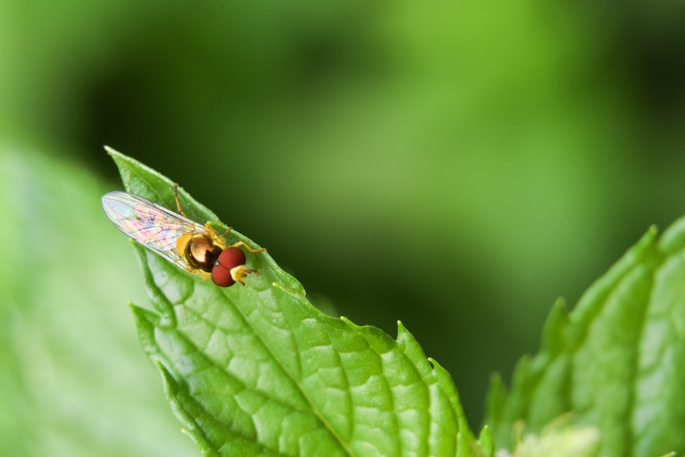 red and yellow fly on green leaf macro photography