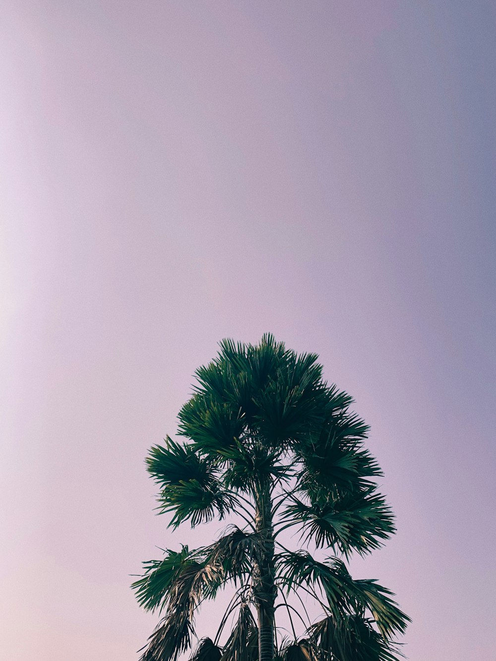 photo of green trees