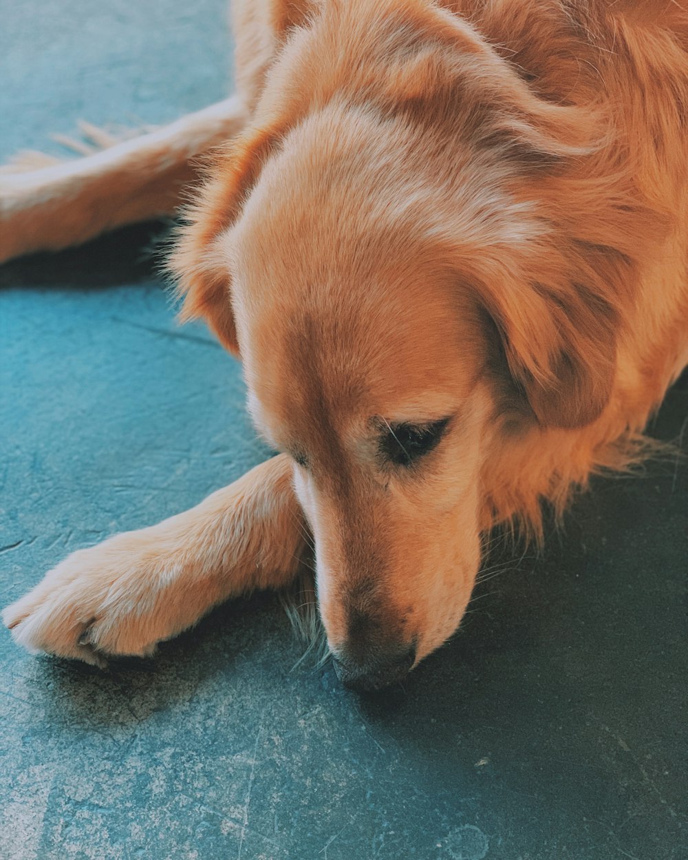 short-coated brown dog