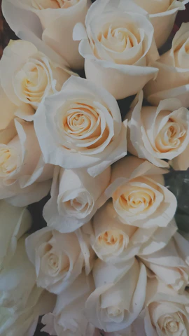top view of bouquet of white rose