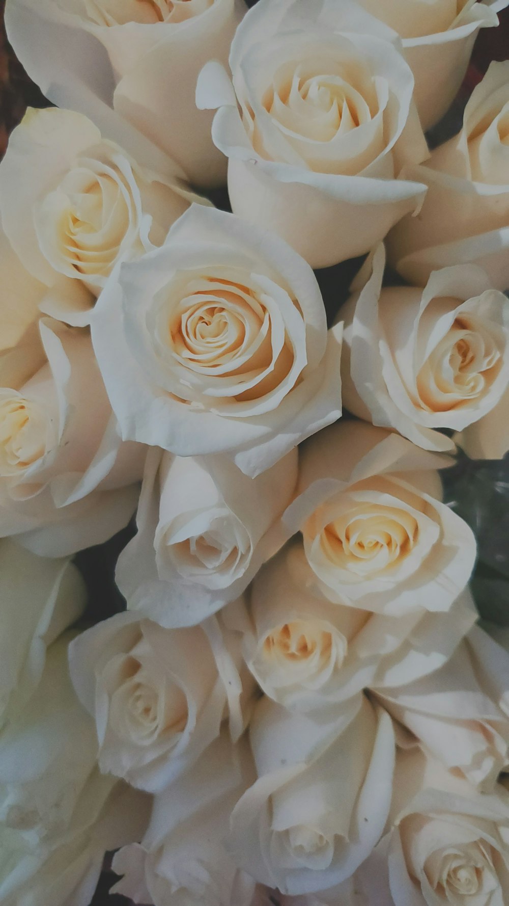 top view of bouquet of white rose