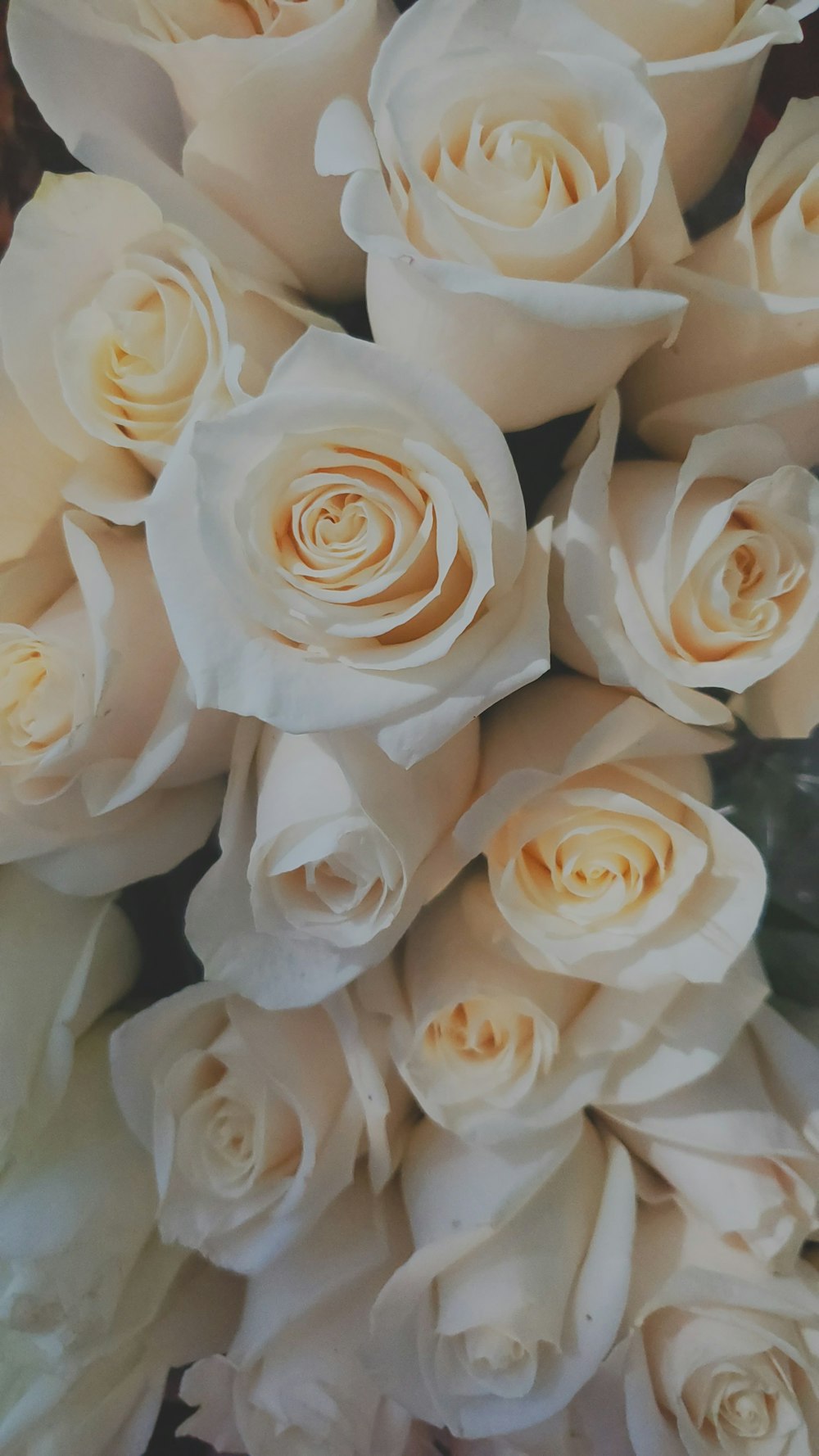 Vue de dessus du bouquet de rose blanche