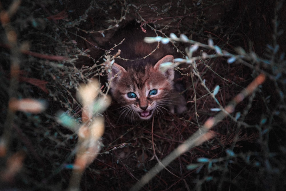 brown and black kitten on soi