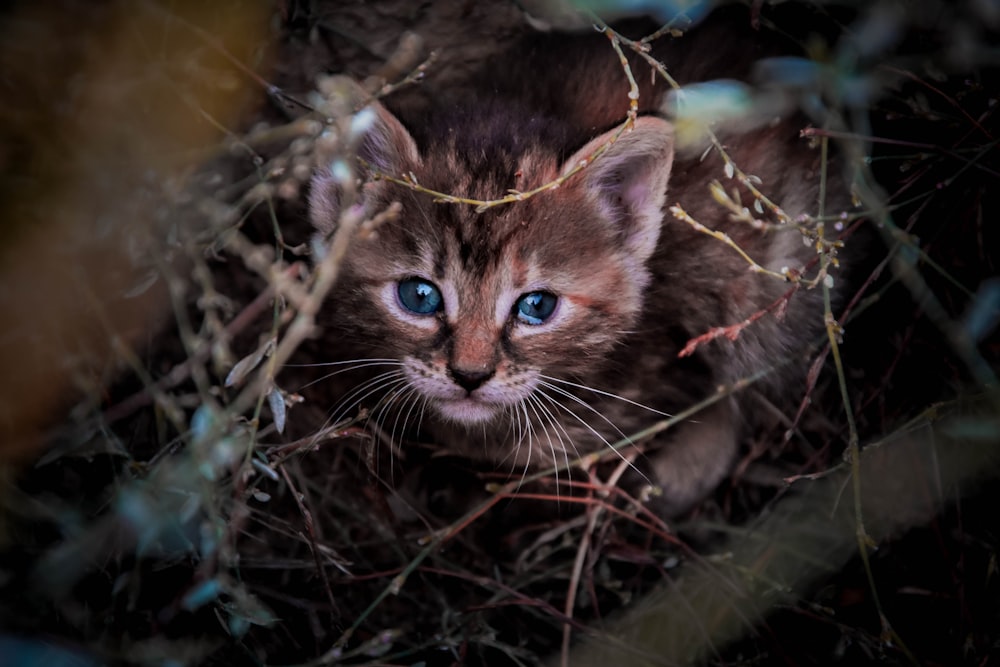 brown tabby kitten