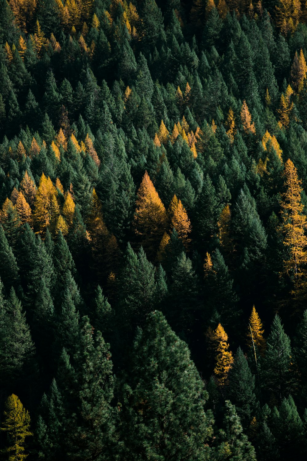 green and brown pine trees photo