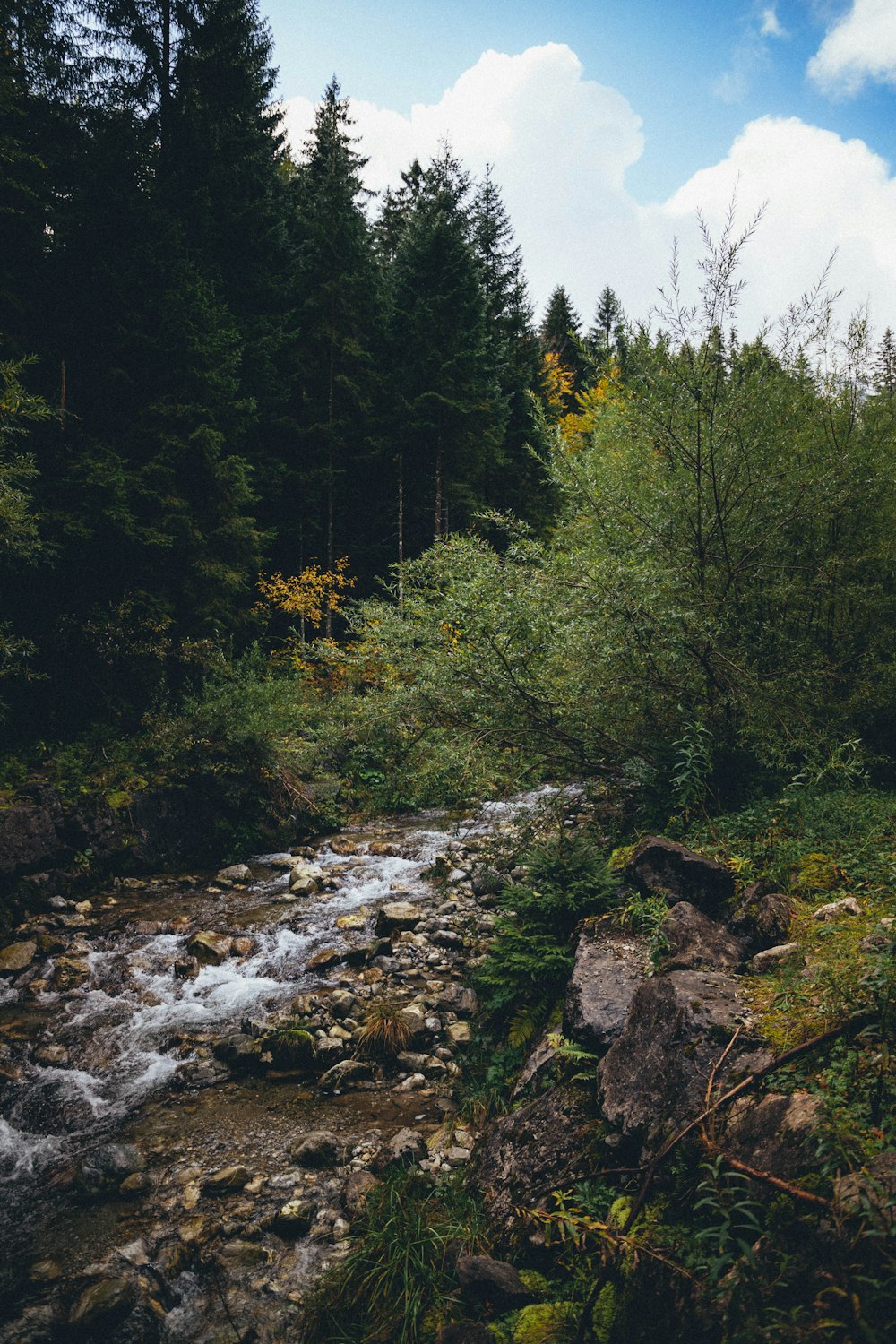 river beside trees and plants