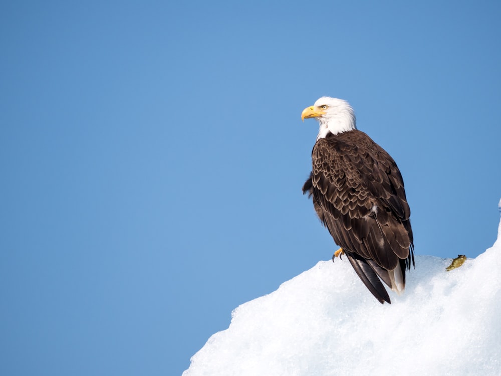 Águila calva americana en la nieve