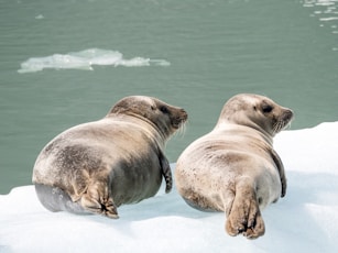 two seal on ice cap