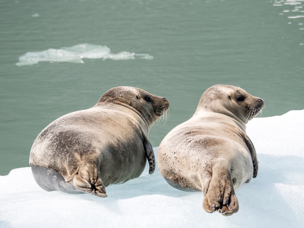 duas focas na calota de gelo