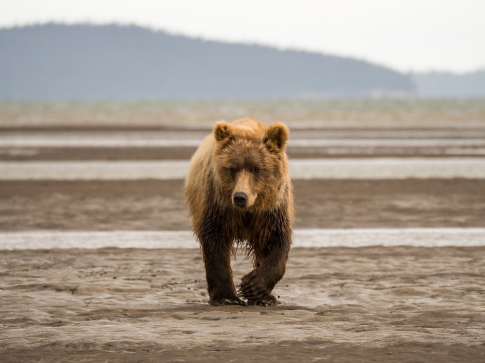 brown bear walking on soil