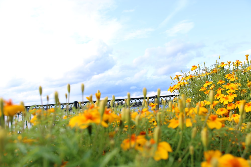 yellow petaled flower field