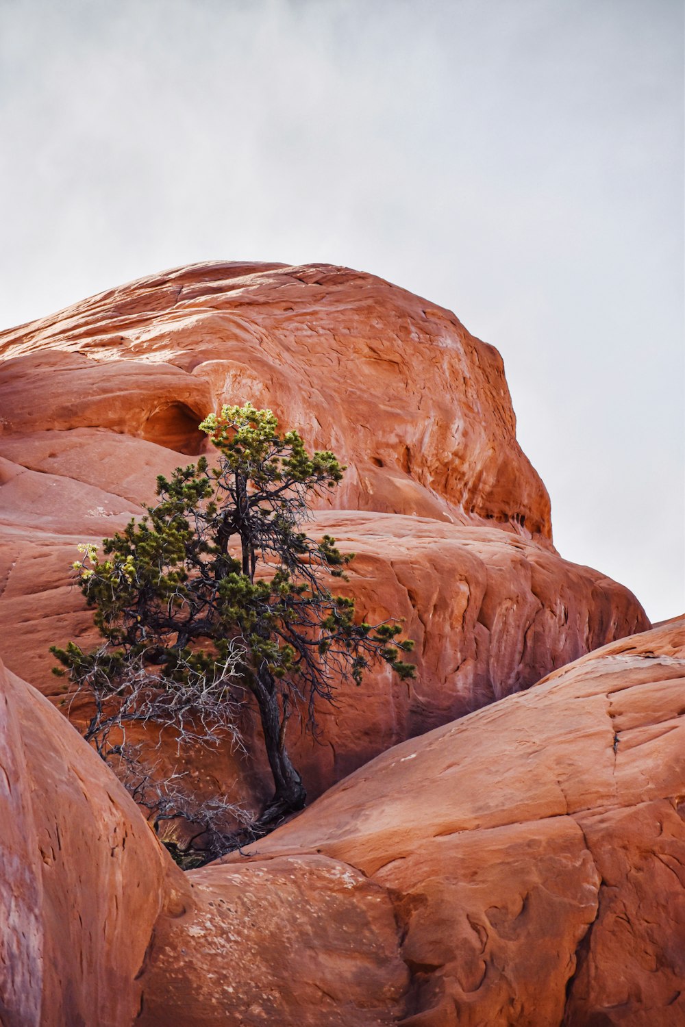 green trees in brown rock formation during daytime