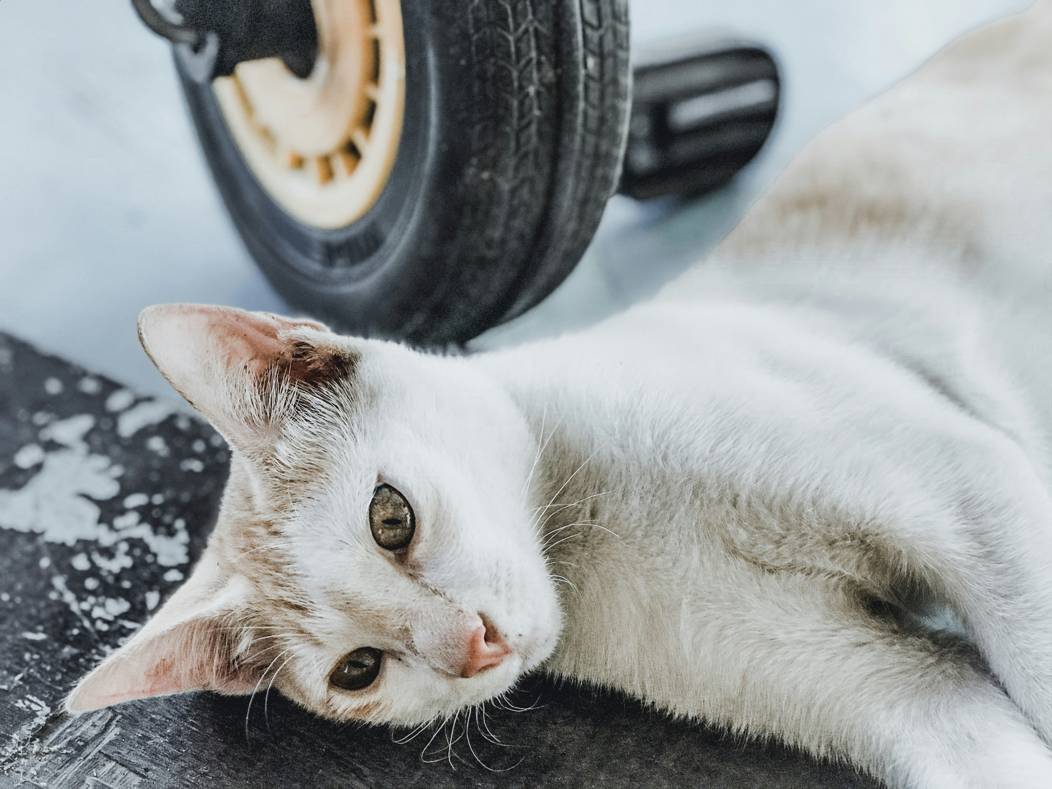 7 Cat Health Tips for Safe Weight-Burning Activities