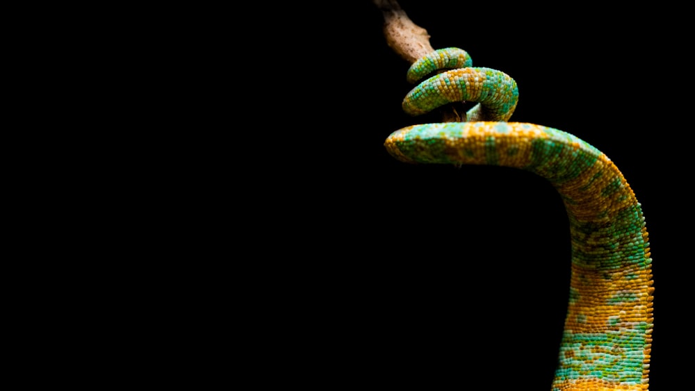 closeup photo of green and yellow snake