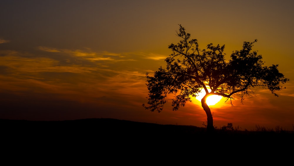 Fotografía de silueta de árbol durante la hora dorada