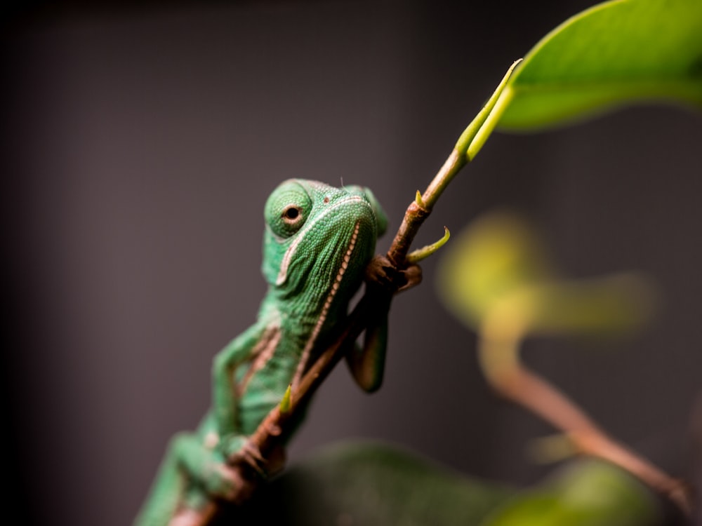 green lizard perches on twig