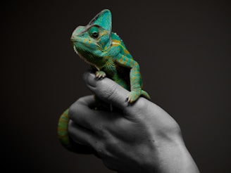 person holding reptile