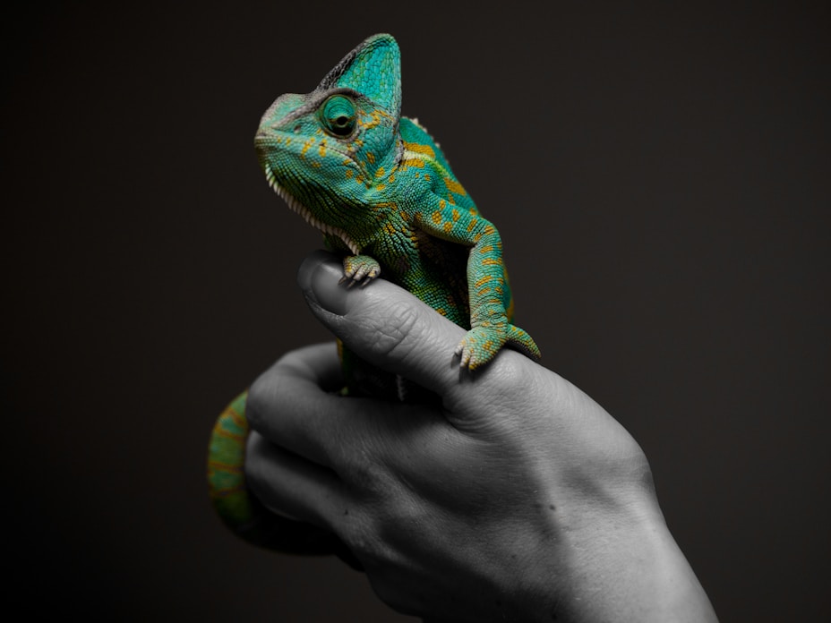 person holding reptile