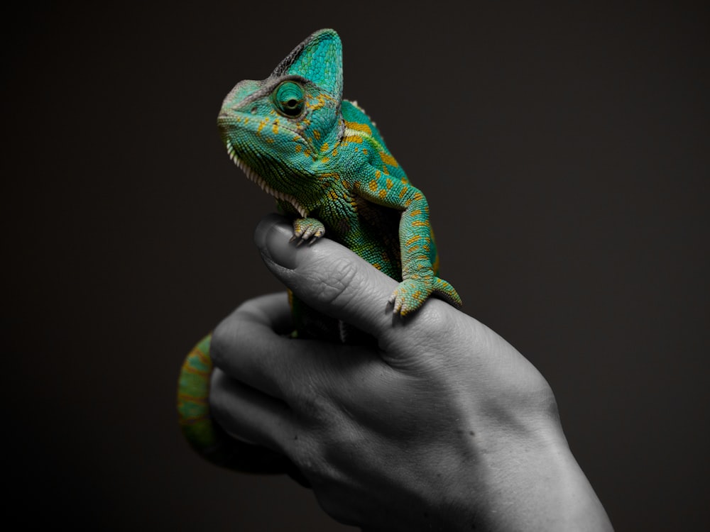 person holding reptile