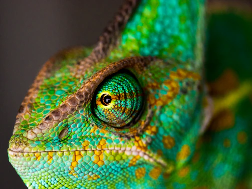 green and yellow chameleon