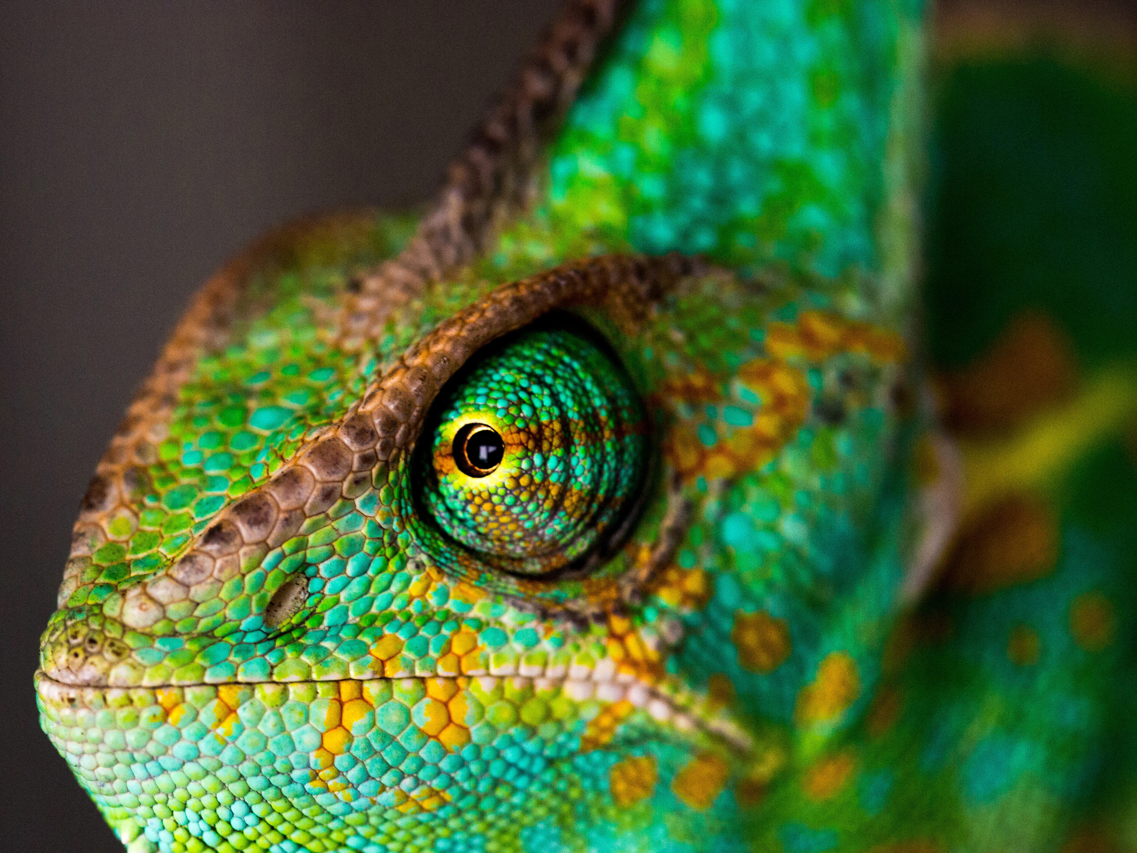 Veiled chameleon close up with turquoise and yellow colouring