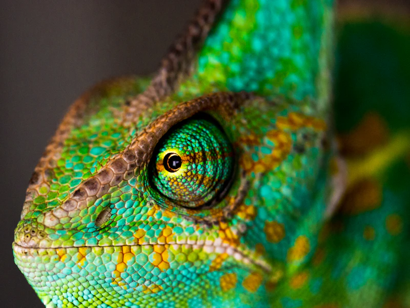 Reptiles (Reptilia)
