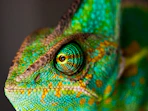 green and yellow chameleon