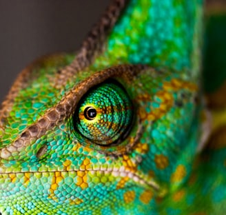 green and yellow chameleon