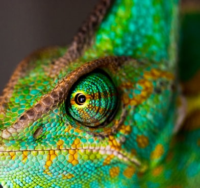 green and yellow chameleon