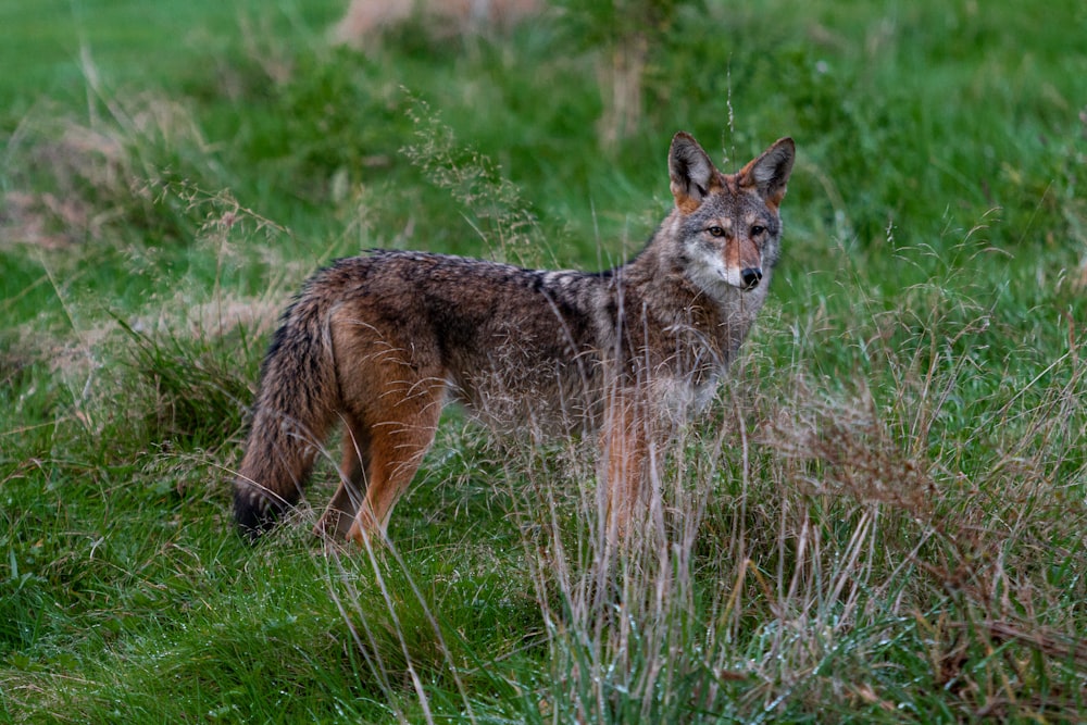 animal parado sobre la hierba durante el día