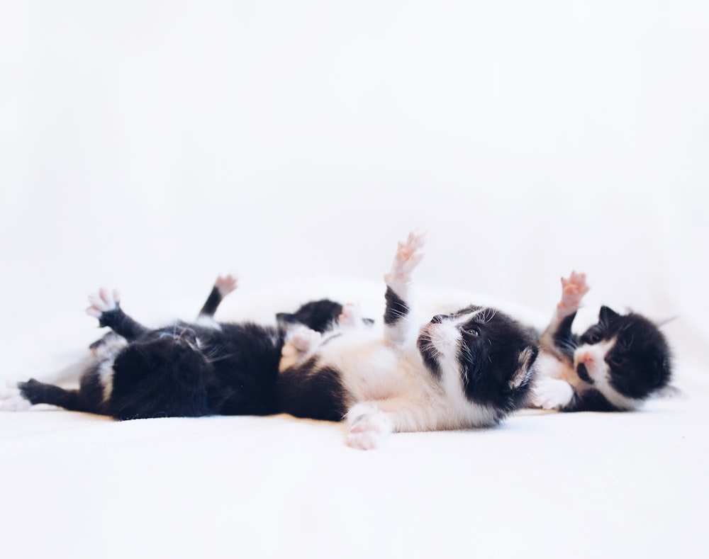 four tuxedo kittens playing