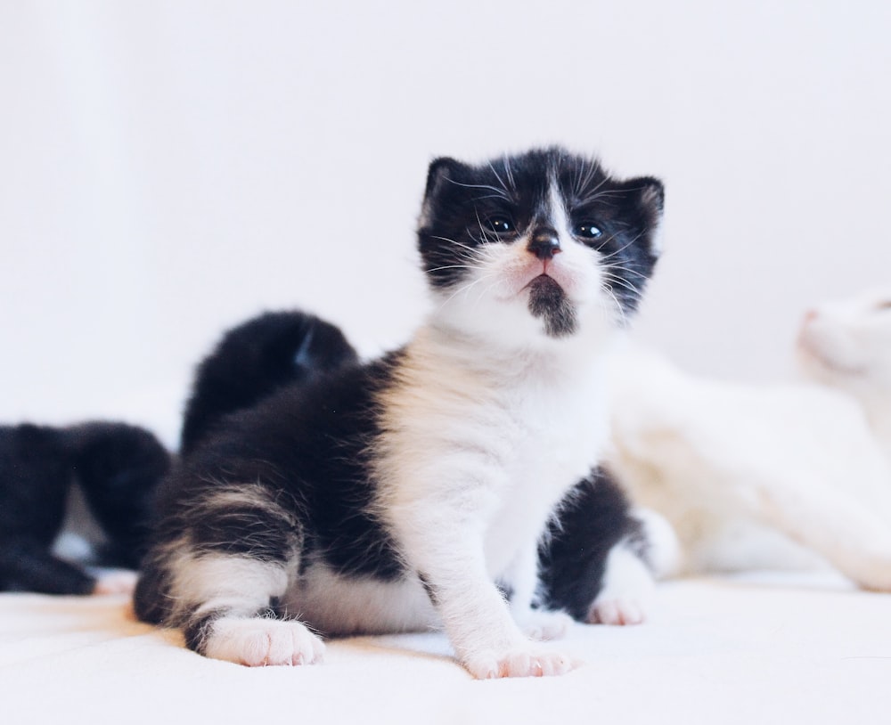 long-fur white and black kitten