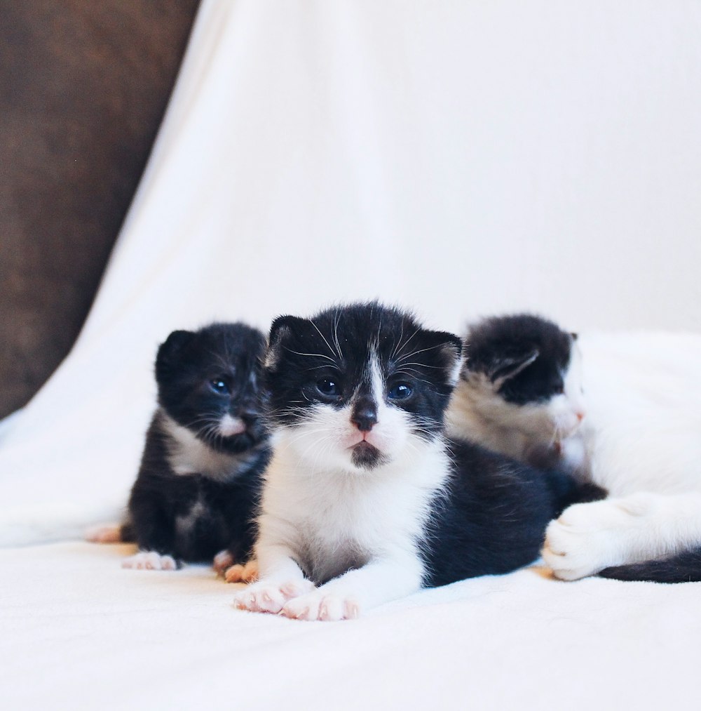 three tuxedo kittens on white fabric